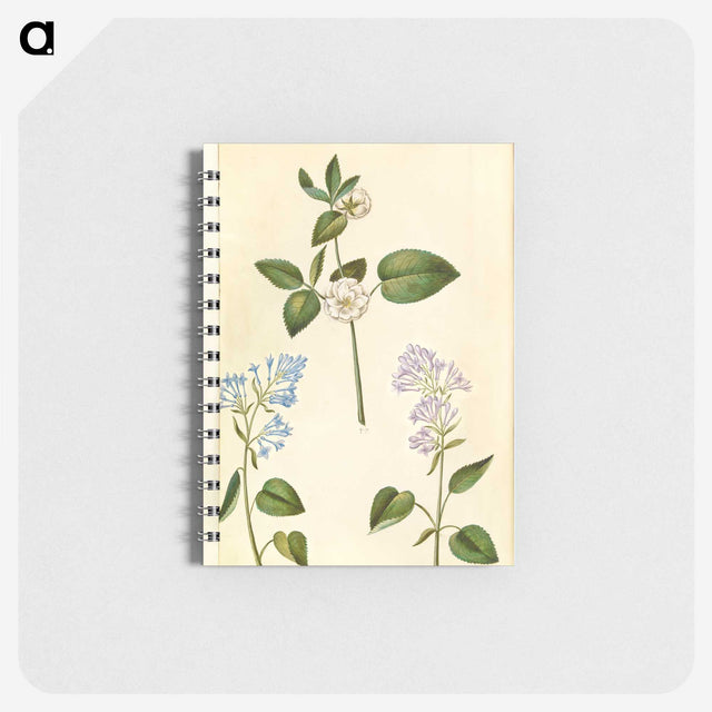 2-87_Maria-Sibylla-Merian_memo