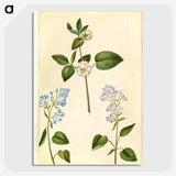 2-87_Maria-Sibylla-Merian_picture-crop