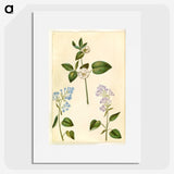 2-87_Maria-Sibylla-Merian_picture
