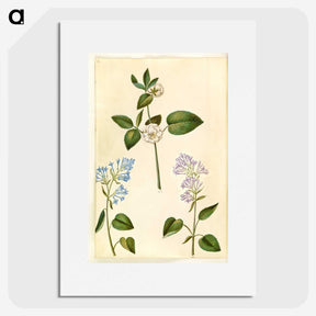 2-87_Maria-Sibylla-Merian_picture