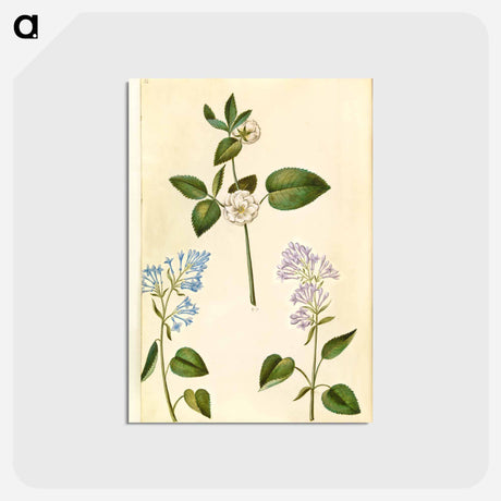 アートポストカード-Rosa and Syringa vulgaris
 - マリア ジビーラ メーリアン Postcard.
