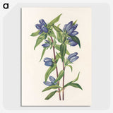 2-87_Mary-Vaux-Walcott_picture-crop