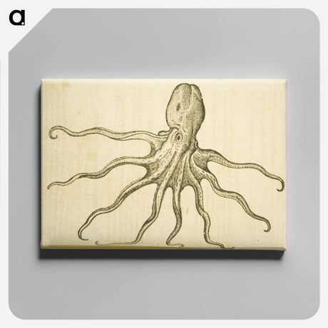 アートパネル-Octopus Illustration
 - 国立医学図書館 Canvas.