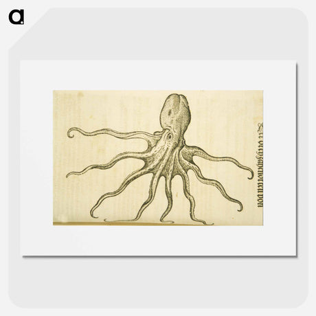 アートポスター-Octopus Illustration
 - 国立医学図書館 Poster.