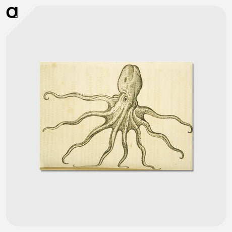 アートポストカード-Octopus Illustration
 - 国立医学図書館 Postcard.