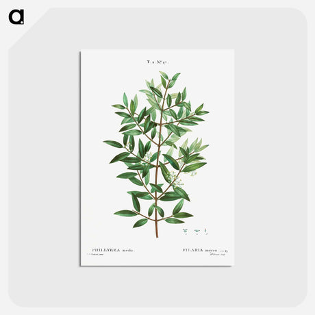 アートポストカード-Phillyrea - ピエール ジョゼフ ルドゥーテ Postcard.