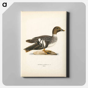 アートパネル-Goldeneye Female
 - スヴェンスカ フォグラル Canvas.