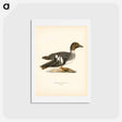 アートポストカード-Goldeneye Female
 - スヴェンスカ フォグラル Postcard.