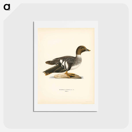 アートポストカード-Goldeneye Female
 - スヴェンスカ フォグラル Postcard.