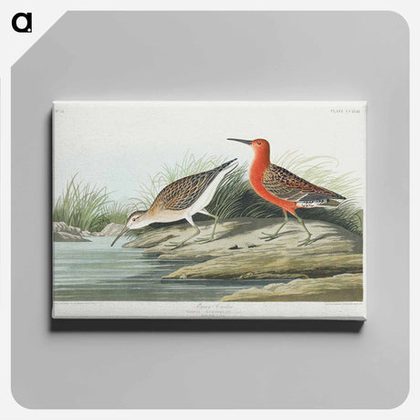 アートパネル-Pigmy curlew from Birds of America
 - アメリカの鳥たち Canvas.