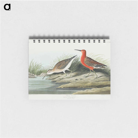 アートメモ帳-Pigmy curlew from Birds of America
 - アメリカの鳥たち Memo.