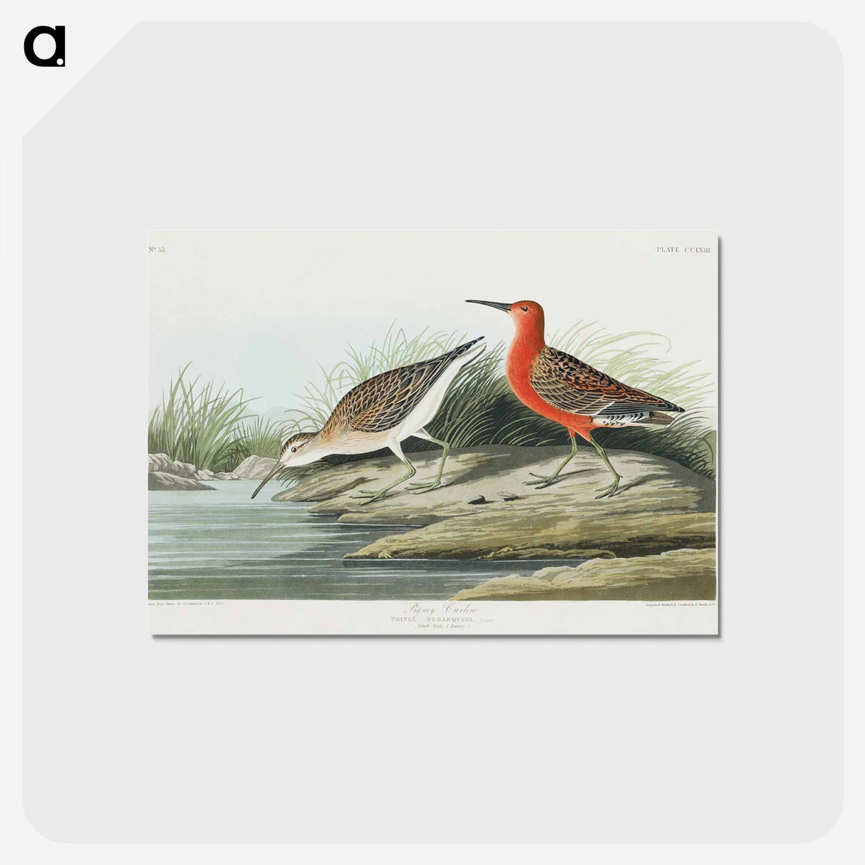 アートポストカード-Pigmy curlew from Birds of America
 - アメリカの鳥たち Postcard.