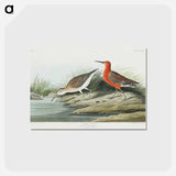 アートポストカード-Pigmy curlew from Birds of America
 - アメリカの鳥たち Postcard.