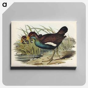 アートパネル-Tasmanian Nativehen
 - オーストラリアの鳥 Canvas.
