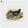 アートポストカード-Tasmanian Nativehen
 - オーストラリアの鳥 Postcard.