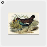 アートポストカード-Tasmanian Nativehen
 - オーストラリアの鳥 Postcard.