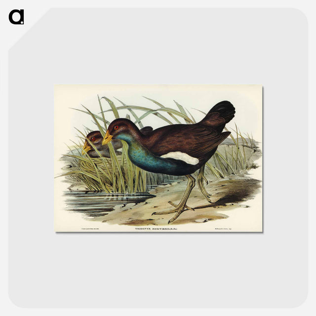アートポストカード-Tasmanian Nativehen
 - オーストラリアの鳥 Postcard.
