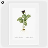 2-87_The-Lilies_picture