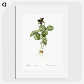 2-87_The-Lilies_picture