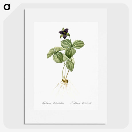 2-87_The-Lilies_picture
