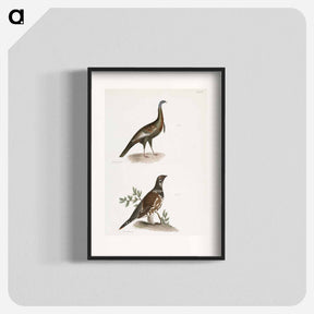 アートポスター-Wild Turkey (Meleagris gallopavo) 173. Spruce Grouse (Tetrao canadensis) illustration from Zoology of New York by - ニューヨークの動物学 Poster.