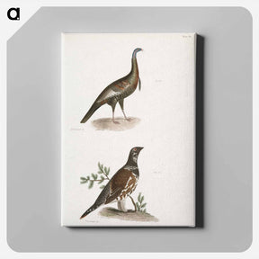 アートパネル-Wild Turkey (Meleagris gallopavo) 173. Spruce Grouse (Tetrao canadensis) illustration from Zoology of New York by - ニューヨークの動物学 Canvas.