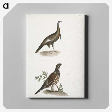 2-87_Zoology-of-New-York_canvas