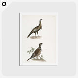 2-87_Zoology-of-New-York_hagaki
