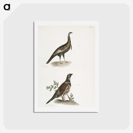 2-87_Zoology-of-New-York_hagaki