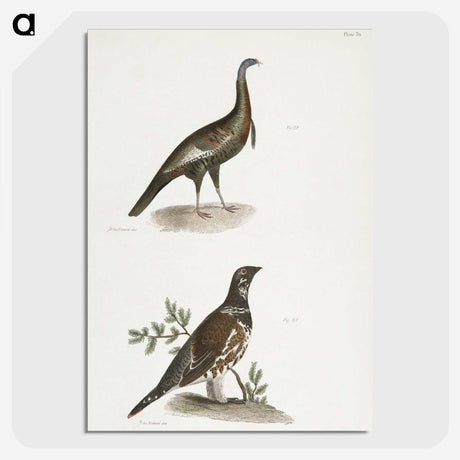 2-87_Zoology-of-New-York_picture-crop
