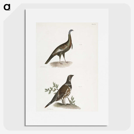 2-87_Zoology-of-New-York_picture