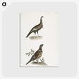 2-87_Zoology-of-New-York_postcard