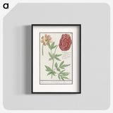 2-88_Anselmus-Boetius-de-Boodt_blk