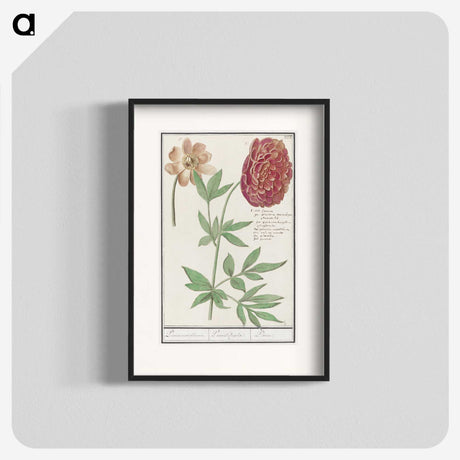 2-88_Anselmus-Boetius-de-Boodt_blk