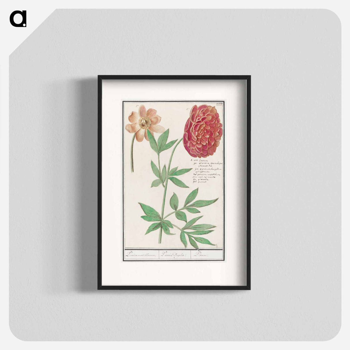 Peony, Paeonia - アンセルムス ボエティウス デ ブート Poster.
