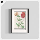 Peony, Paeonia - アンセルムス ボエティウス デ ブート Poster.