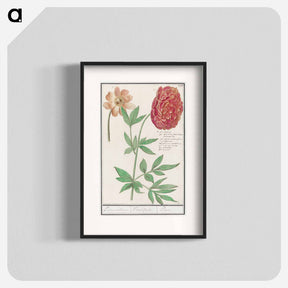 アートポスター-Peony, Paeonia - アンセルムス ボエティウス デ ブート Poster.