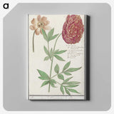 2-88_Anselmus-Boetius-de-Boodt_canvas