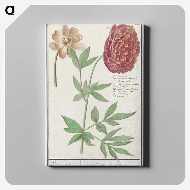 2-88_Anselmus-Boetius-de-Boodt_canvas