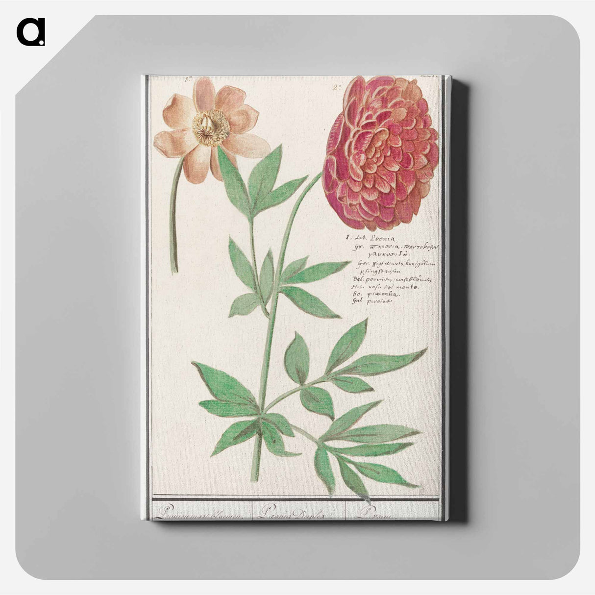 Peony, Paeonia - アンセルムス ボエティウス デ ブート Canvas.