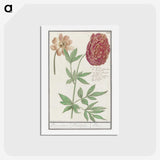 2-88_Anselmus-Boetius-de-Boodt_hagaki
