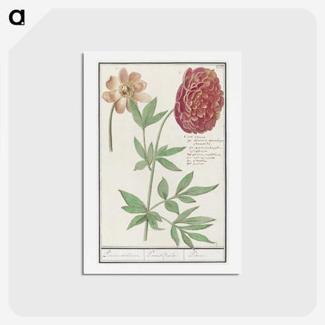 2-88_Anselmus-Boetius-de-Boodt_hagaki