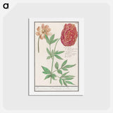 Peony, Paeonia - アンセルムス ボエティウス デ ブート Postcard.