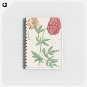 アートメモ帳-Peony, Paeonia - アンセルムス ボエティウス デ ブート Memo.