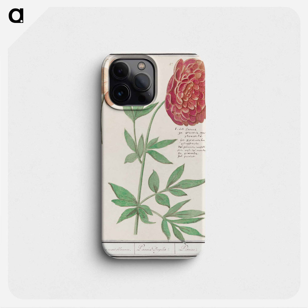 Peony, Paeonia - アンセルムス ボエティウス デ ブート Phone Case.