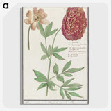 2-88_Anselmus-Boetius-de-Boodt_picture-crop