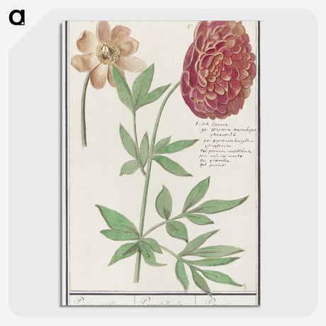 2-88_Anselmus-Boetius-de-Boodt_picture-crop