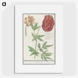 2-88_Anselmus-Boetius-de-Boodt_picture