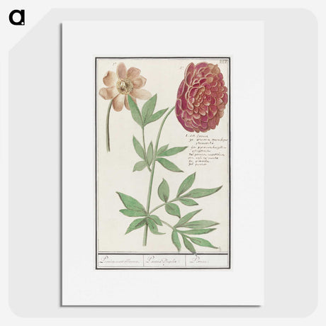 2-88_Anselmus-Boetius-de-Boodt_picture