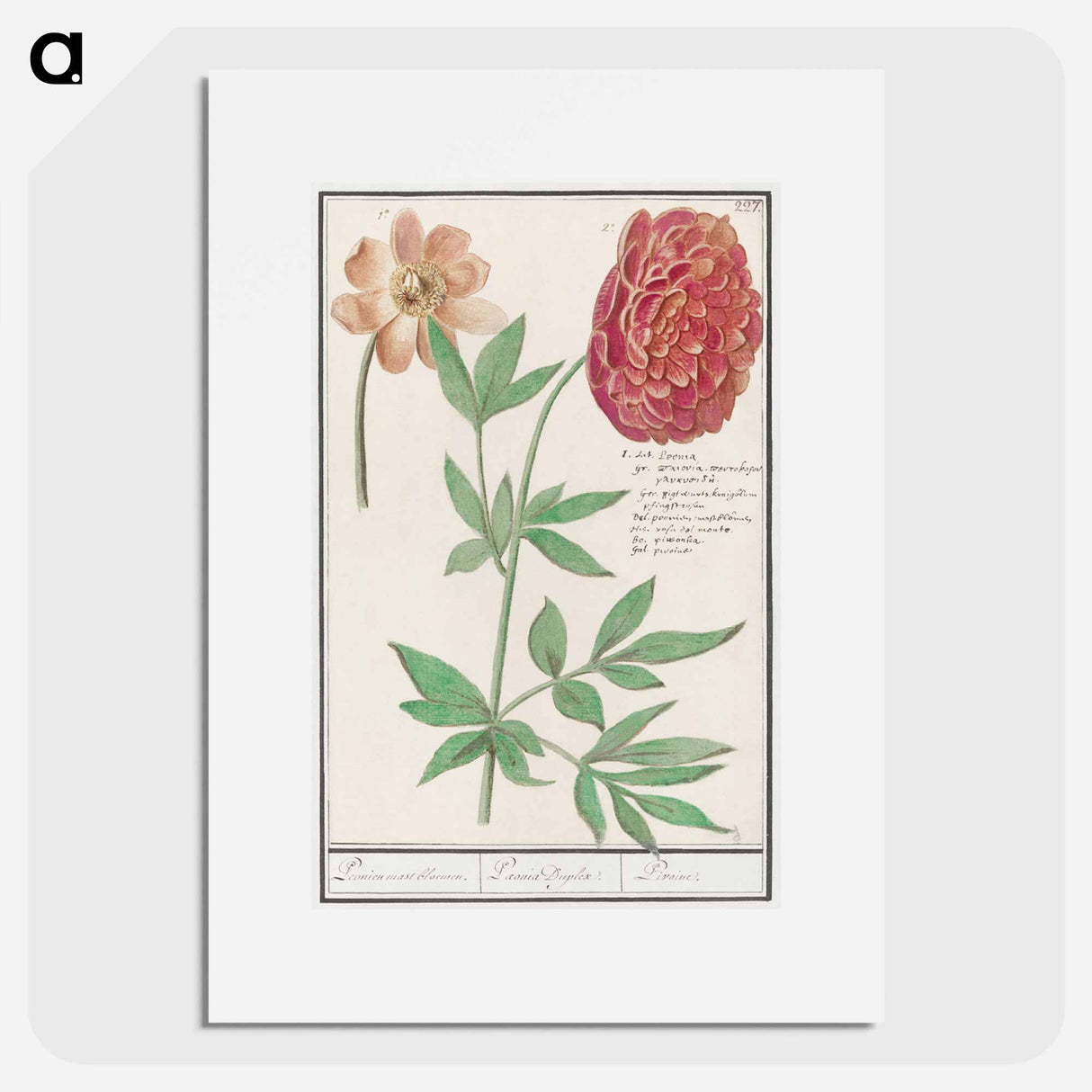 Peony, Paeonia - アンセルムス ボエティウス デ ブート Poster.